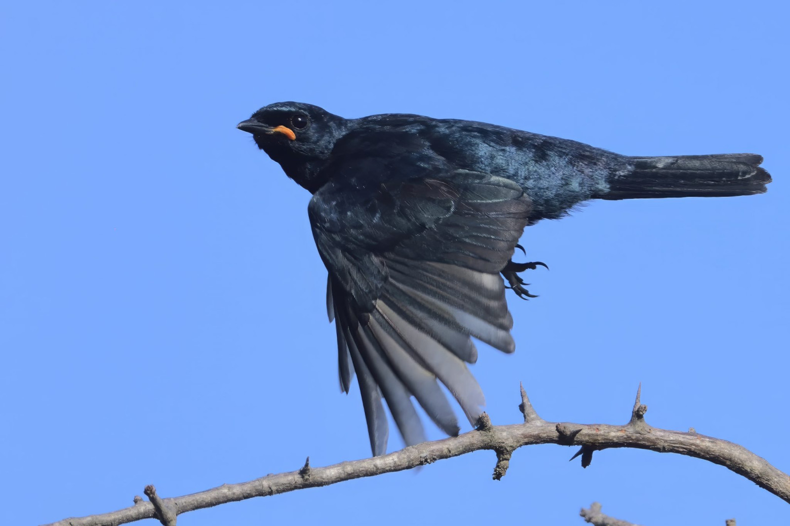 image Black Cuckooshrike